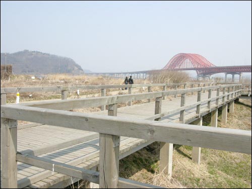 방화대교 하류 쪽 둔치의 나무 관찰로 